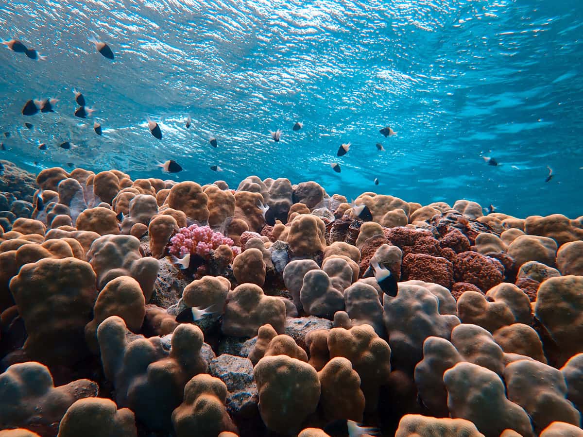 Snorkeler floating above a shallow reef in clear turquoise water