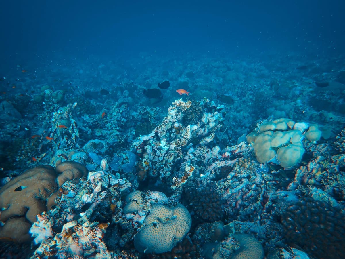 Healthy coral formation photographed in shallow sunlit water